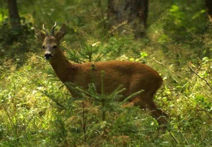 Überraschung im Wald