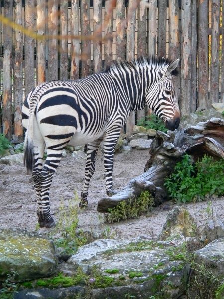 Bild: Zoo Landau in der Pfalz