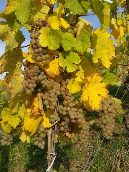 Riesling Weintrauben