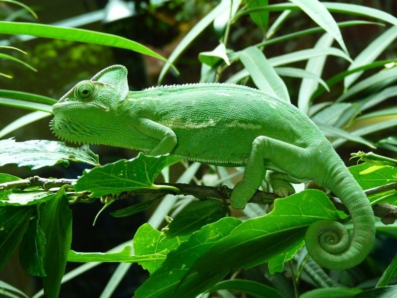 Zoo Neuwied