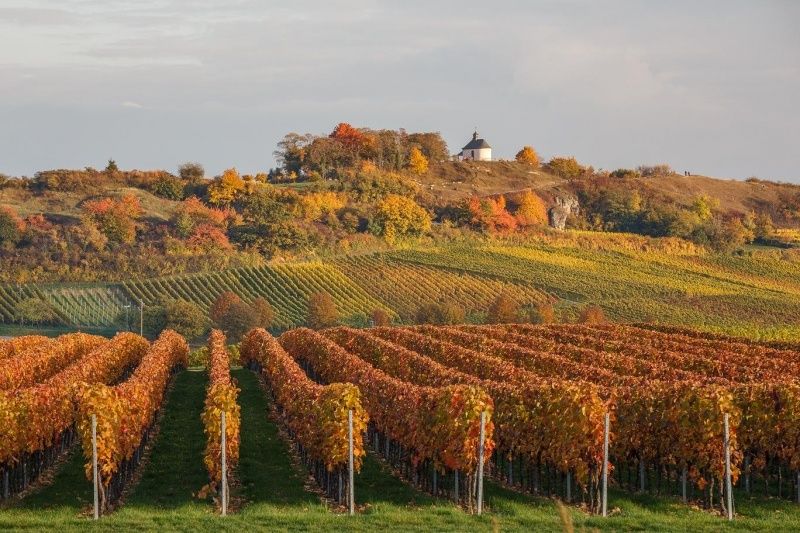 Weingut Silbernagel und Ferienwohnung in der Pfalz