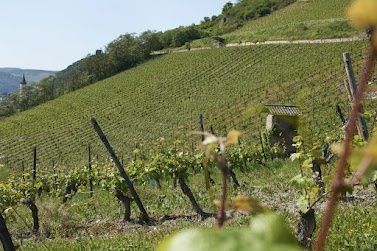 Weinberge oberhalb der Ferienwohnung