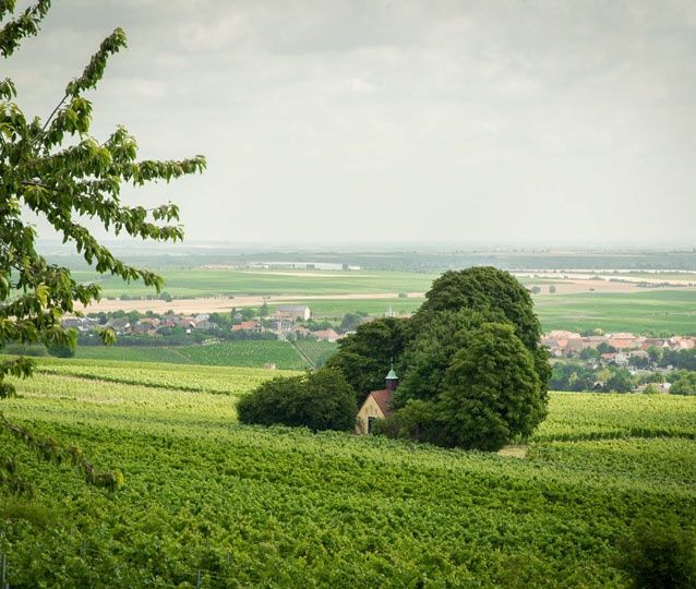 Weingut Sonnenhof