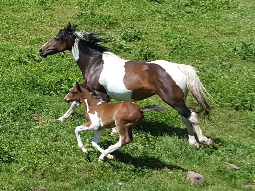  River Ranch, Urlaub für Erwachsene & Jugendliche ab 10 Jahre.