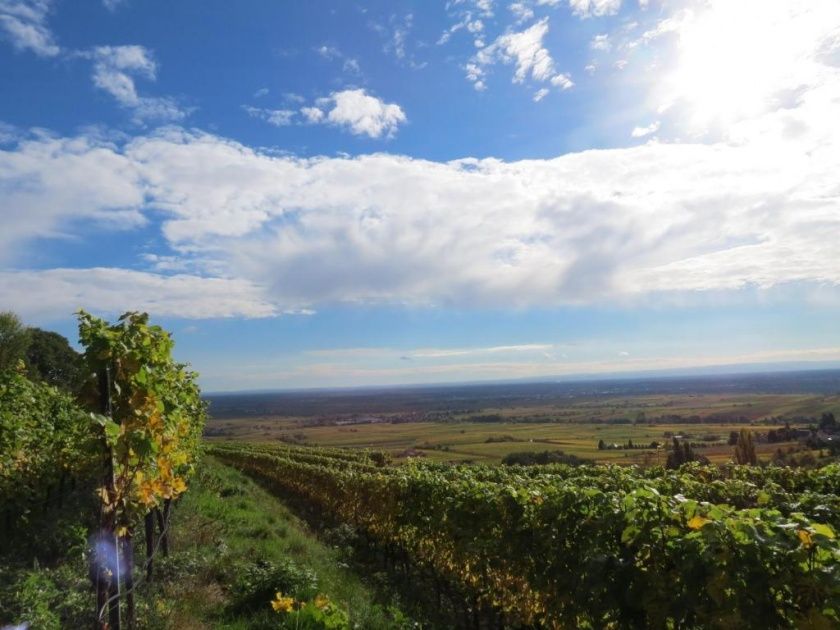 Gutsschänke St. Annaberg - Gästezimmer, Vinothek, Weingut Sankt Annagut - Urlaub auf dem höchstgelegenen Weingut der Pfalz