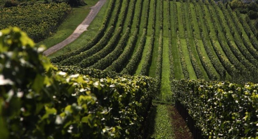 Gutsschänke St. Annaberg - Gästezimmer, Vinothek, Weingut Sankt Annagut - Urlaub auf dem höchstgelegenen Weingut der Pfalz