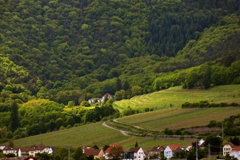 Gutsschänke St. Annaberg - Gästezimmer, Vinothek, Weingut Sankt Annagut - Urlaub auf dem höchstgelegenen Weingut der Pfalz