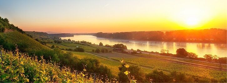 Friedrichshof - Weingut & Gästehaus in Rheinhessen