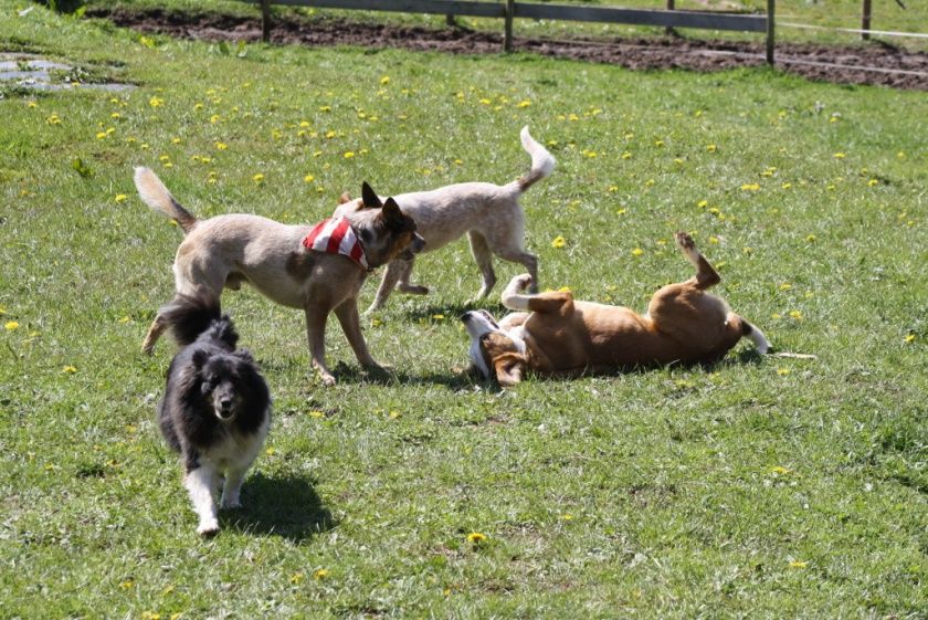 Urlaub mit dem Hund - River Ranch in Seffern