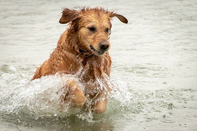 Hundestrand Oppenheim