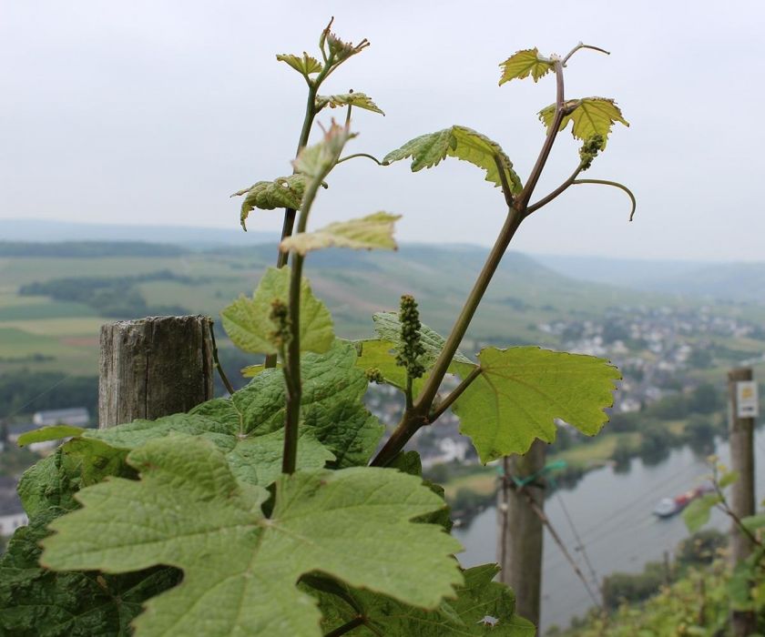 Ferienweingut Hammes