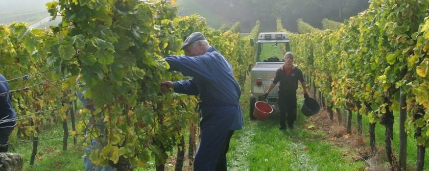 Ferienweingut Schmitzer-Julier