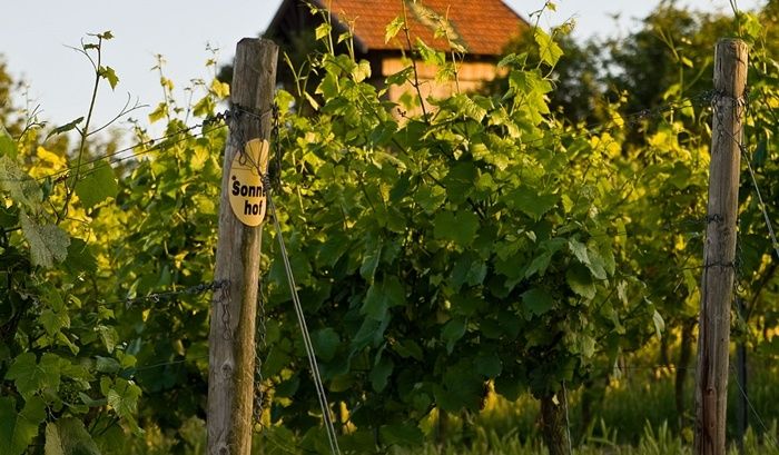 Weingut Sonnenhof