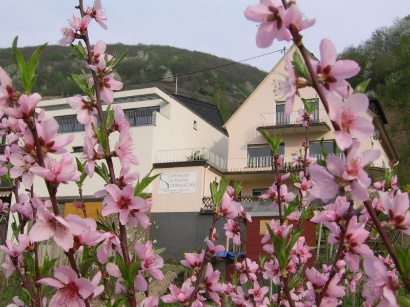 Weingut & Ferienwohnungen Vornhecke in Senheim