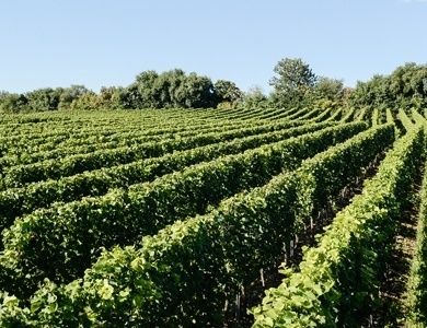 Wein- & Sektgut Gästezimmer Otto Becker