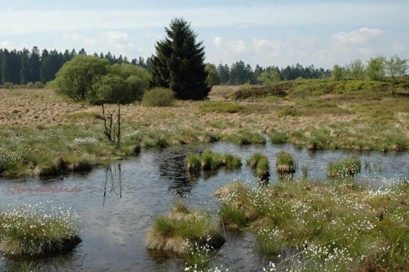 Hohes Venn mit Tümpel