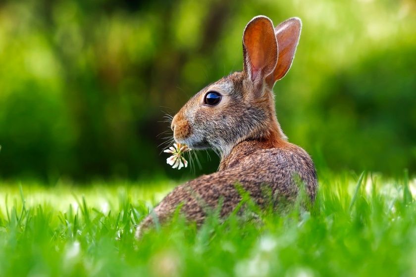 Frühlingsangebot in der Osterzeit und Mai - Ferien in Ediger