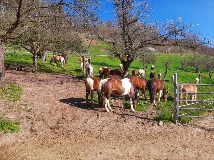 Western - Erlebnis - Reitwochenende