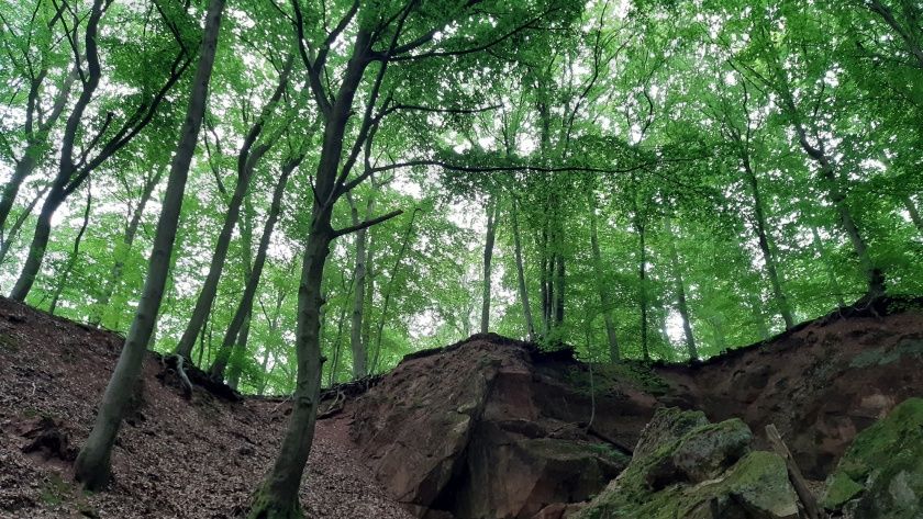 Ein Wochenende im Kraftort Wald