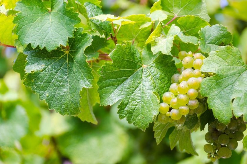 Weinkirmes in Burgen