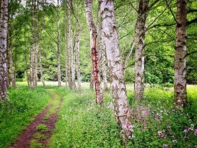 Sieben Waldwunder: Historischer Rundwanderweg Leistadt