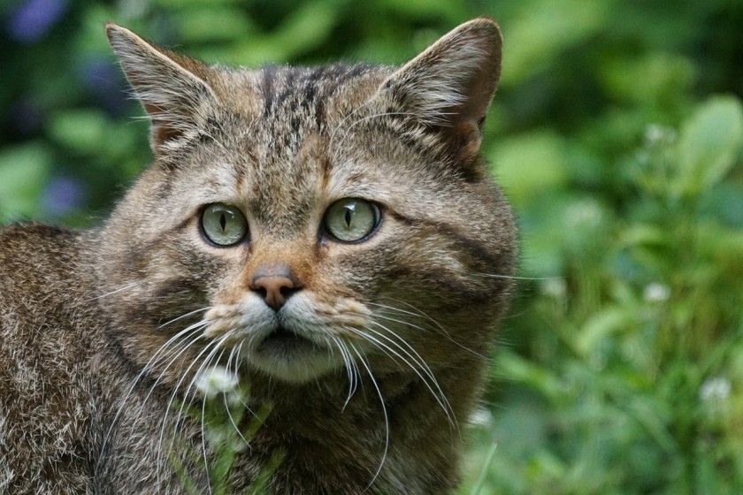 Qualitätsweg Wildkatzen-Walderlebnis