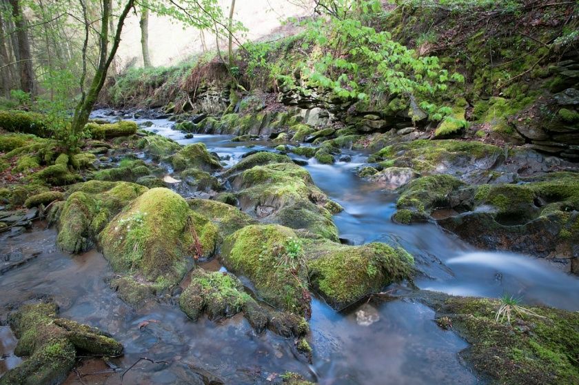 Wildnis Trail Im Nationalpark Eifel