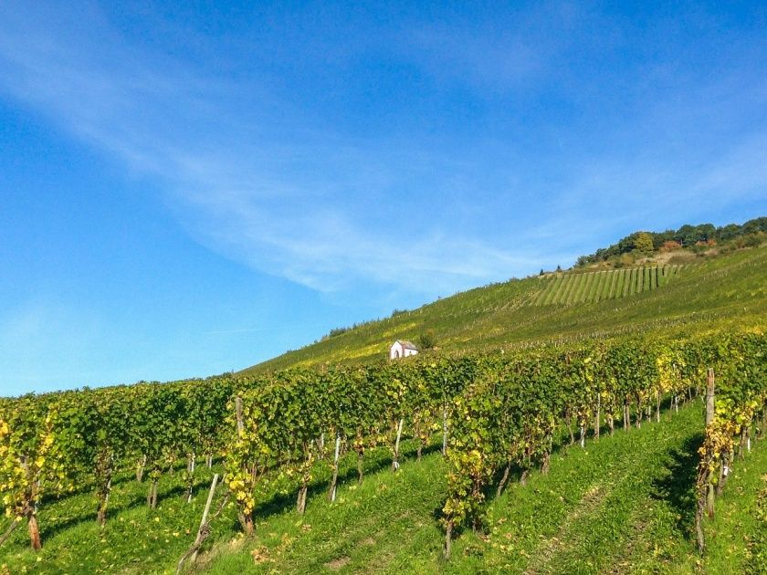 Weinberge an der Mosel Symbolbild